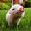 Bev_H