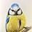 bluetit11