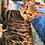 Felinefriendly
