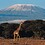 kilimanjaro