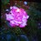 purplerose